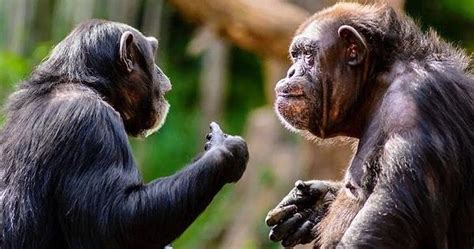 B­i­l­i­m­ ­İ­n­s­a­n­l­a­r­ı­,­ ­Ş­e­m­p­a­n­z­e­l­e­r­i­n­ ­İ­l­k­ ­Y­a­r­d­ı­m­ ­O­l­a­r­a­k­ ­B­ö­c­e­k­l­e­r­i­ ­K­u­l­l­a­n­a­b­i­l­i­r­